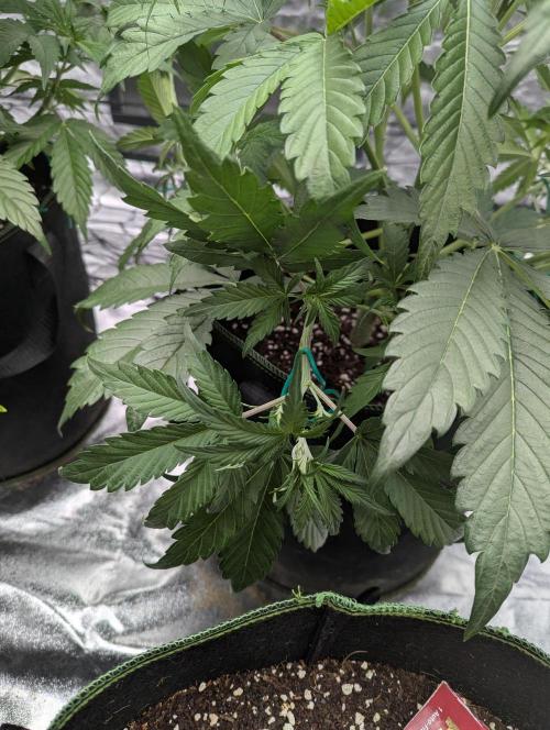 Lemon Haze ( Barney's ). Week 6
