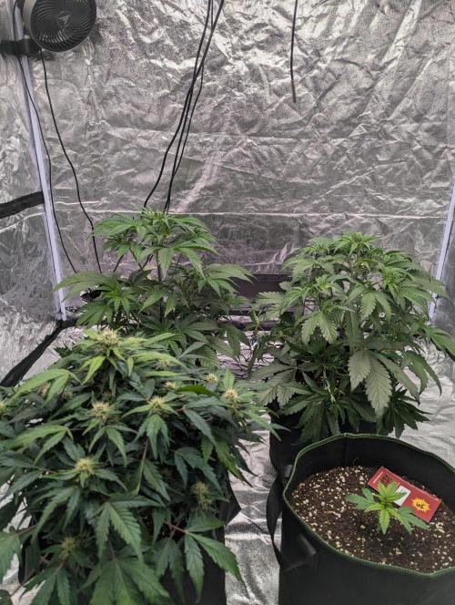 Lemon Haze ( Barney's ). Week 6