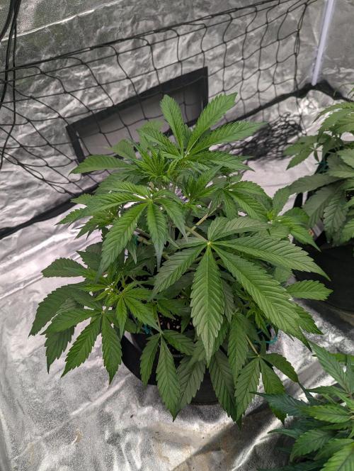 Tangerine Dream ( Barney's). Week 6