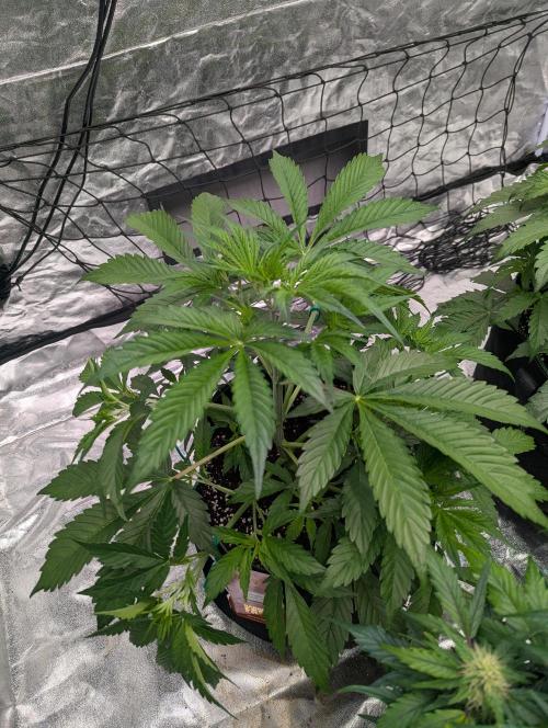 Tangerine Dream ( Barney's). Week 6