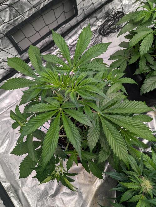 Tangerine Dream ( Barney's). Week 6