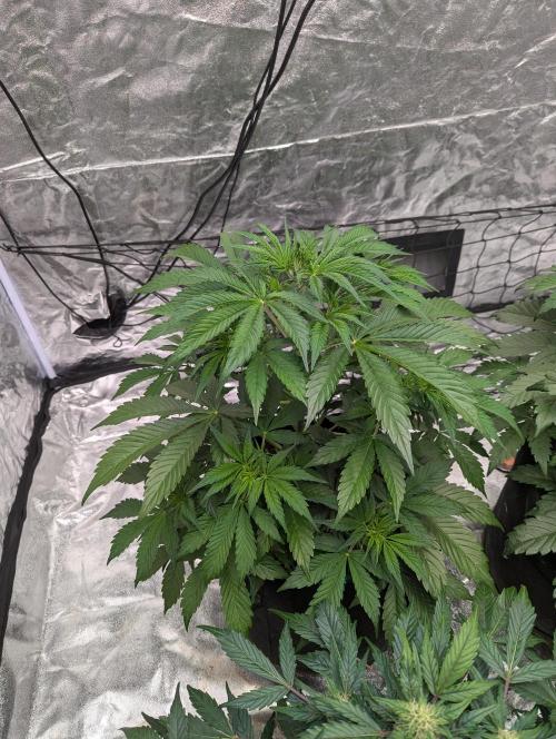 Tangerine Dream ( Barney's). Week 6