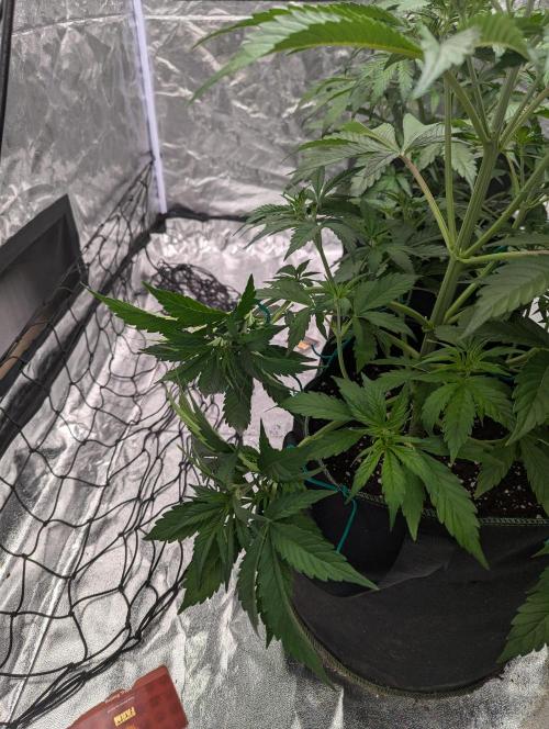 Tangerine Dream ( Barney's). Week 6