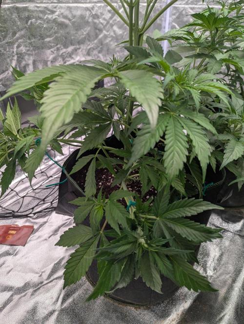 Tangerine Dream ( Barney's). Week 6