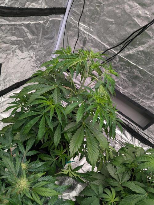 Tangerine Dream ( Barney's). Week 6
