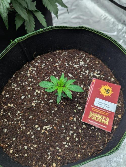 Frosted Zinn x 3 Bears OG ( Barney's ). Week 4