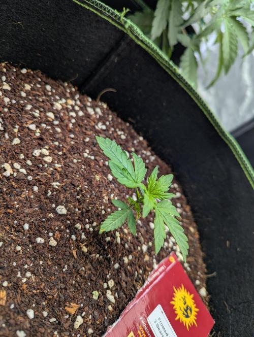 Frosted Zinn x 3 Bears OG ( Barney's ). Week 4