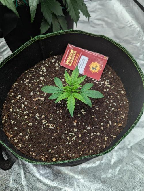 Frosted Zinn x 3 Bears OG ( Barney's ). Week 4