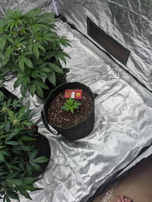 Frosted Zinn x 3 Bears OG ( Barney's ). Week 4