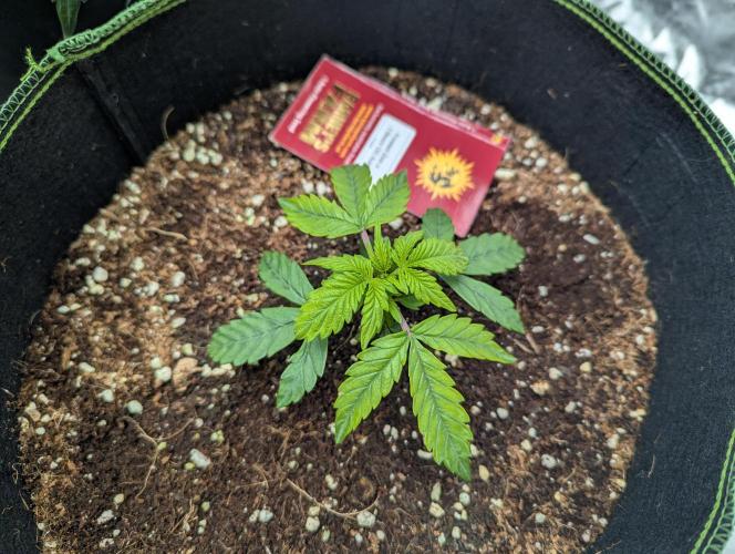 Frosted Zinn x 3 Bears OG ( Barney's ). Week 4