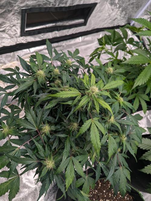 Gorilla Zkittlez ( Barney's ). Week 8