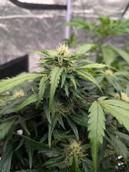 Gorilla Zkittlez ( Barney's ). Week 8