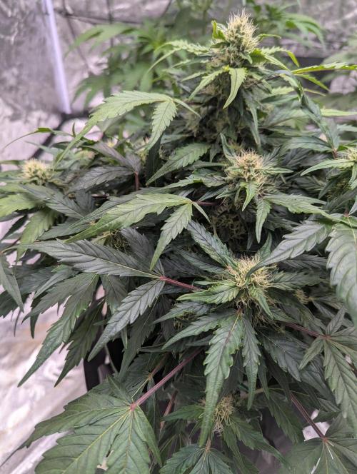 Gorilla Zkittlez ( Barney's ). Week 8