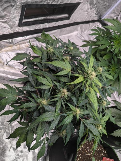 Gorilla Zkittlez ( Barney's ). Week 8