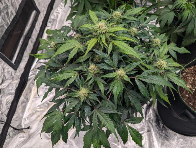 Gorilla Zkittlez ( Barney's ). Week 8