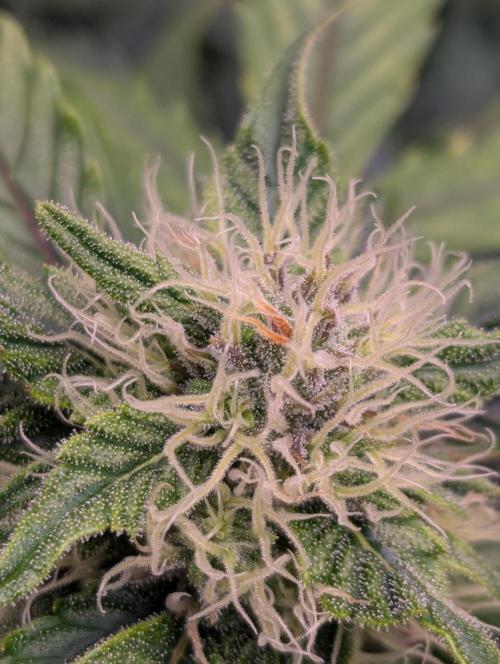 Gorilla Zkittlez ( Barney's ). Week 8