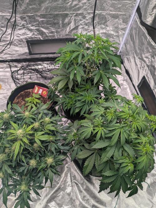 Gorilla Z Auto. Week 8