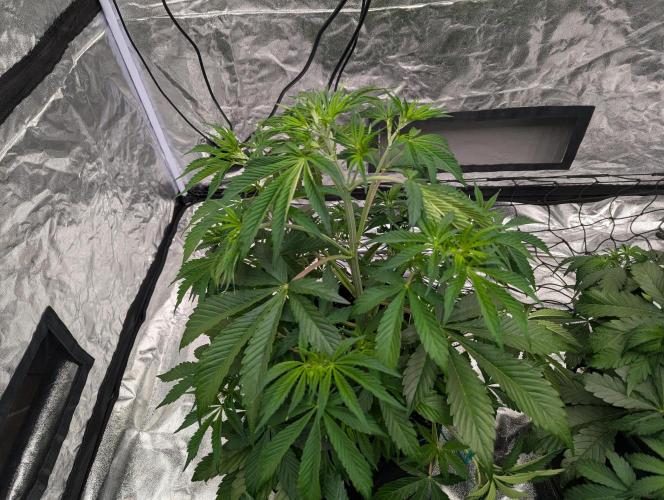 Tangerine Dream ( Barney's). Week 7