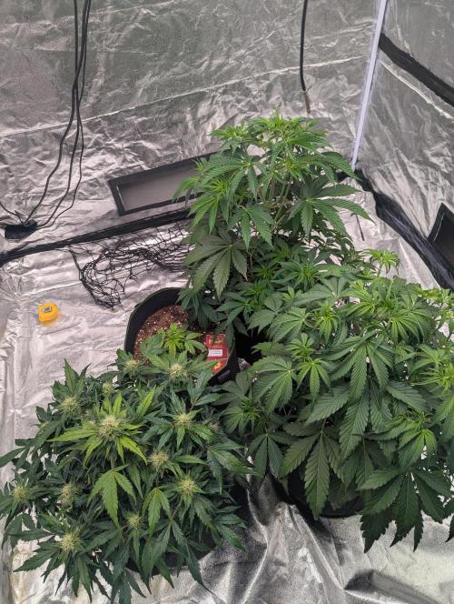 Tangerine Dream ( Barney's). Week 7