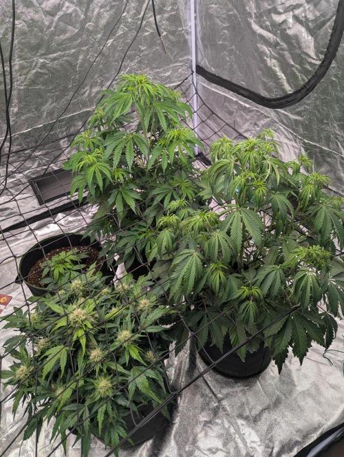 Tangerine Dream ( Barney's). Week 7