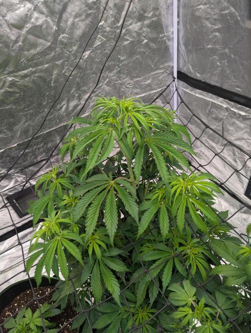 Tangerine Dream ( Barney's). Week 7