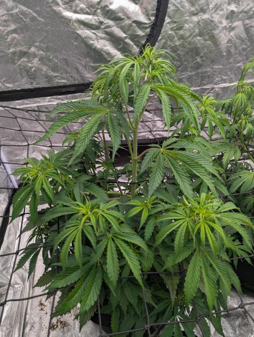 Tangerine Dream ( Barney's). Week 7
