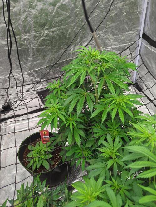 Tangerine Dream ( Barney's). Week 7