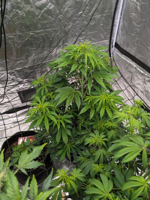 Tangerine Dream ( Barney's). Week 7