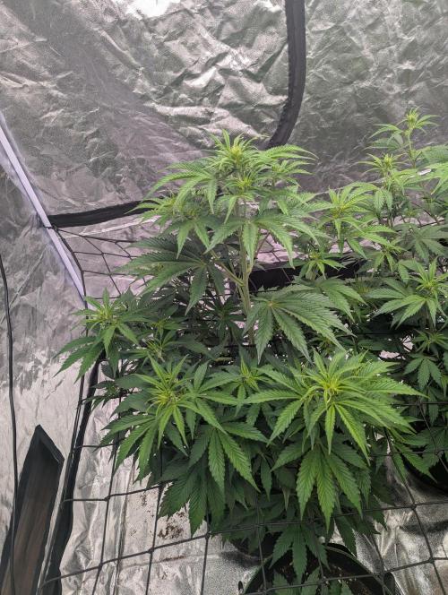 Tangerine Dream ( Barney's). Week 7
