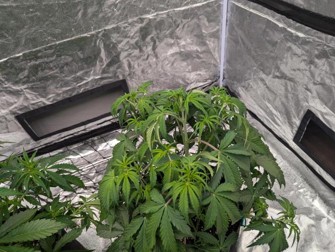 Lemon Haze ( Barney's ). Week 7