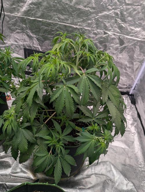 Lemon Haze ( Barney's ). Week 7