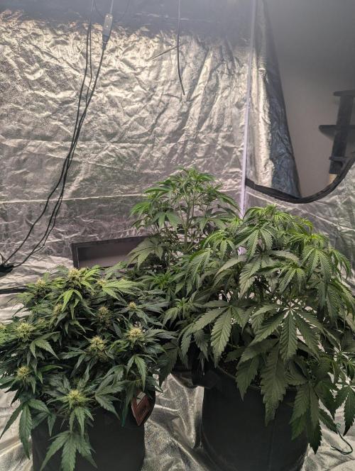 Lemon Haze ( Barney's ). Week 7