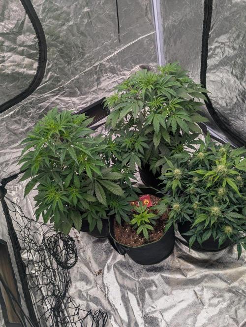 Lemon Haze ( Barney's ). Week 7