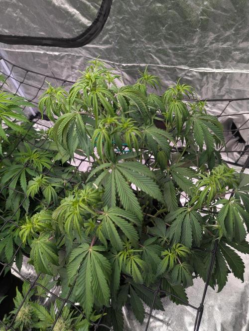 Lemon Haze ( Barney's ). Week 7