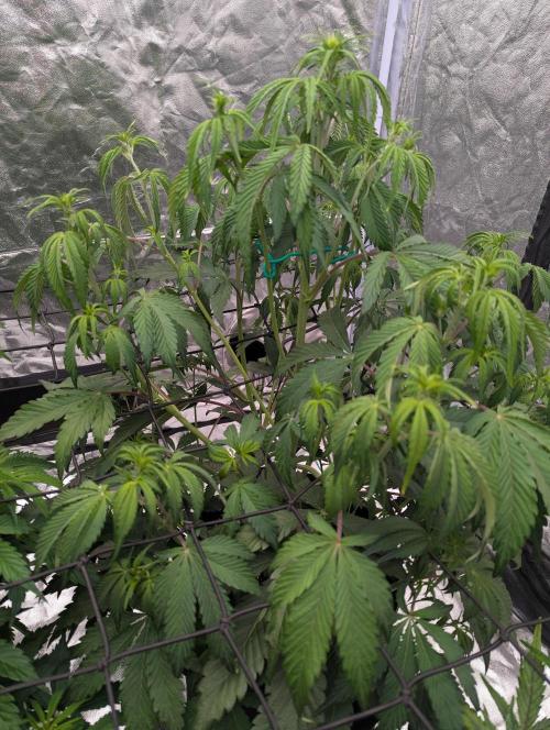Lemon Haze ( Barney's ). Week 7
