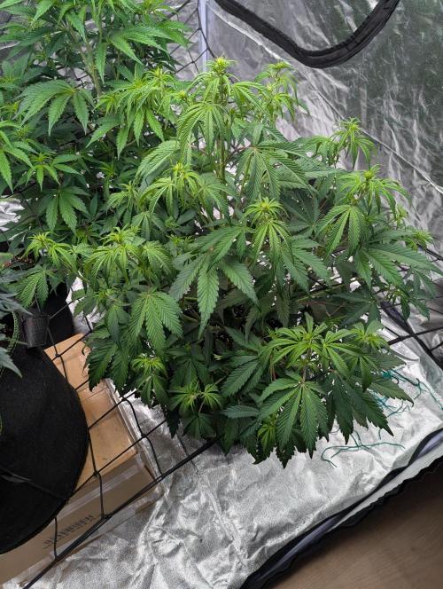 Lemon Haze ( Barney's ). Week 7