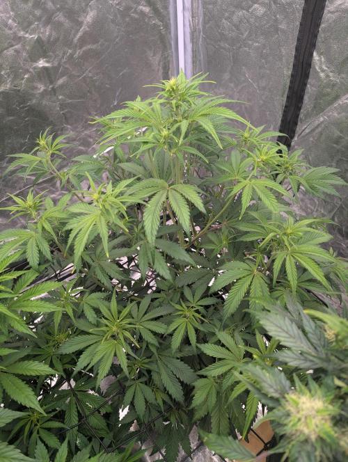 Lemon Haze ( Barney's ). Week 7
