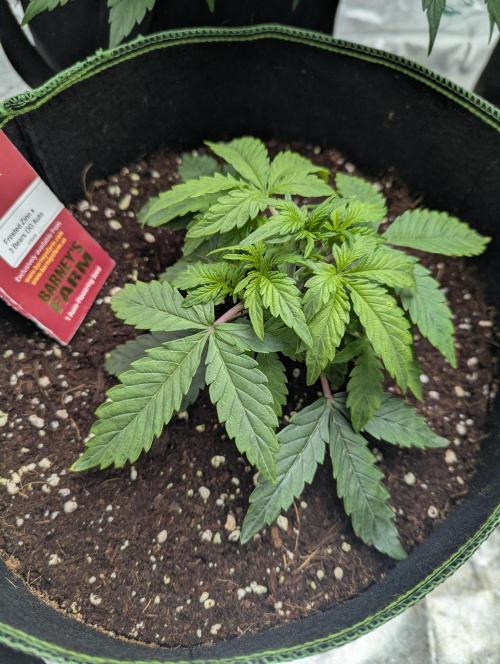 Frosted Zinn x 3 Bears OG ( Barney's ). Week 5