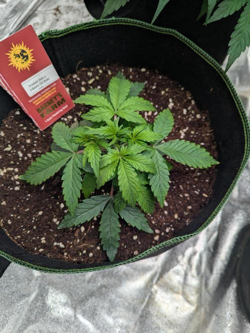 Frosted Zinn x 3 Bears OG ( Barney's ). Week 5