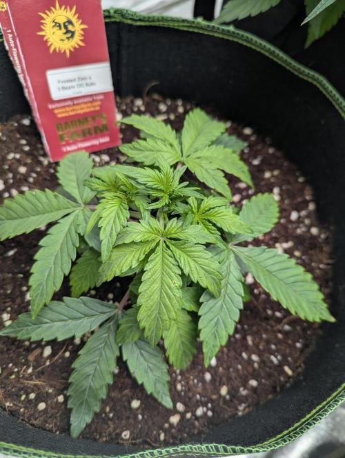 Frosted Zinn x 3 Bears OG ( Barney's ). Week 5