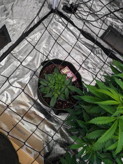 Frosted Zinn x 3 Bears OG ( Barney's ). Week 5