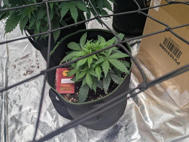 Frosted Zinn x 3 Bears OG ( Barney's ). Week 5