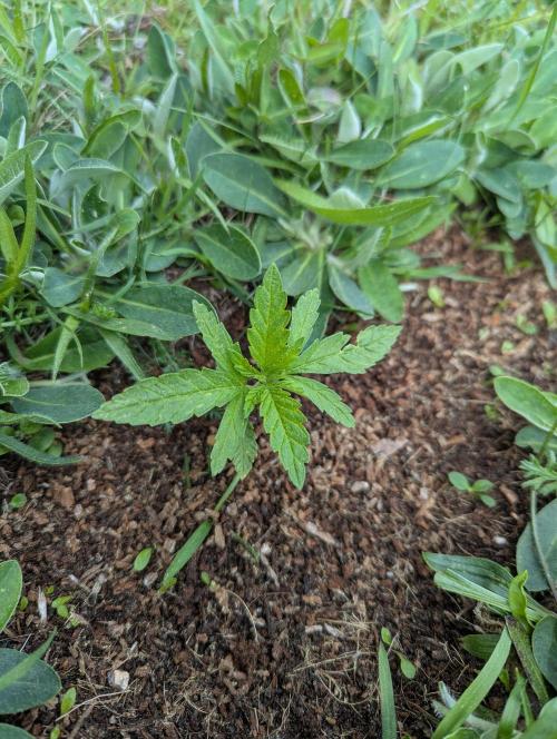 Green Poison ( Sweet Seeds ) Photo. Week 8