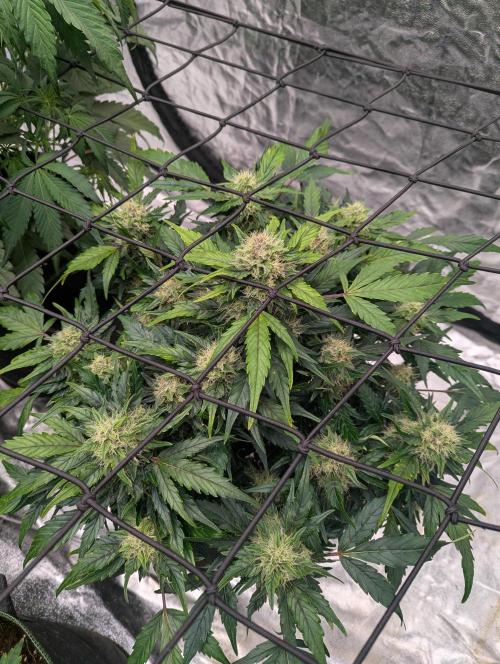 Gorilla Zkittlez ( Barney's ). Week 9