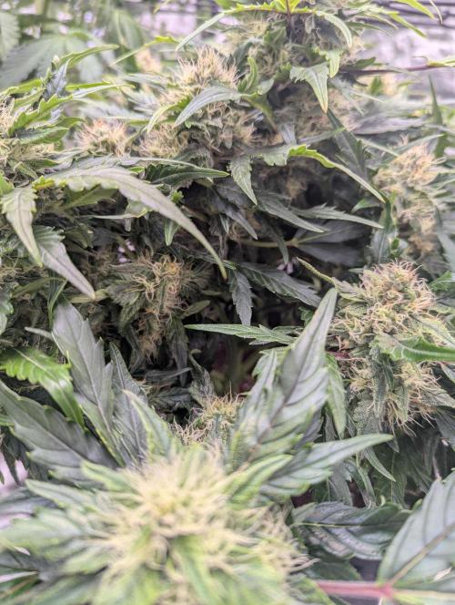 Gorilla Zkittlez ( Barney's ). Week 9