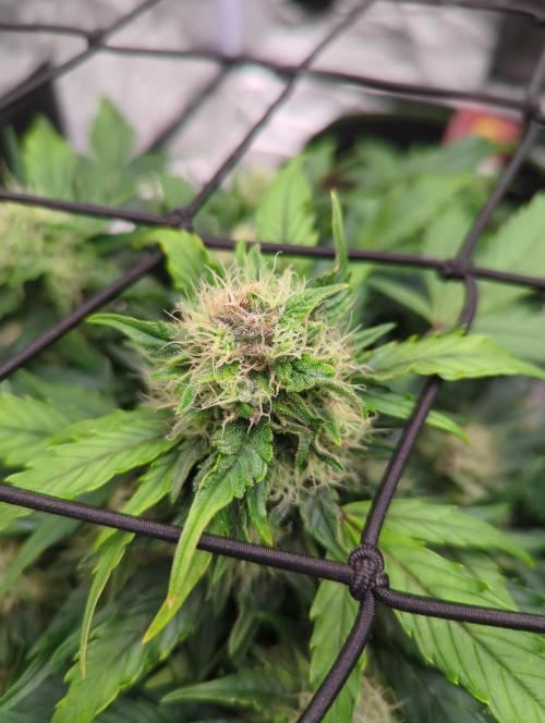 Gorilla Zkittlez ( Barney's ). Week 9