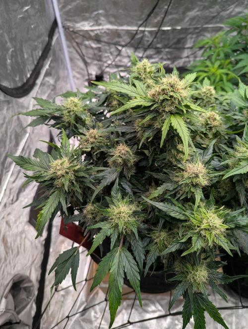 Gorilla Zkittlez ( Barney's ). Week 9