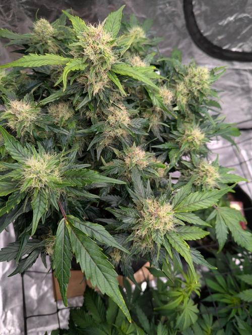 Gorilla Zkittlez ( Barney's ). Week 9