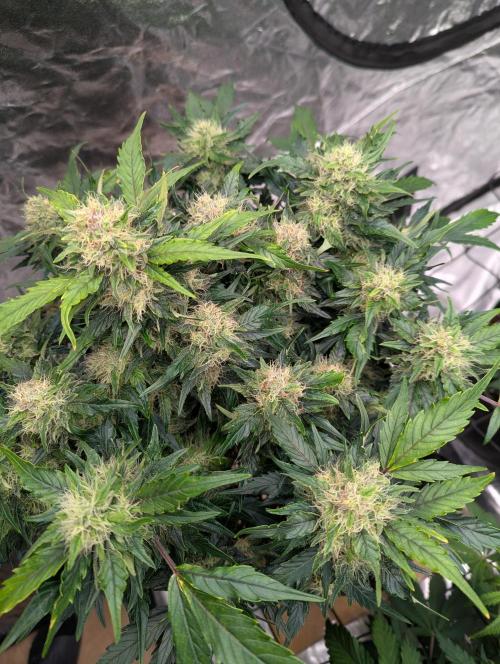 Gorilla Zkittlez ( Barney's ). Week 9