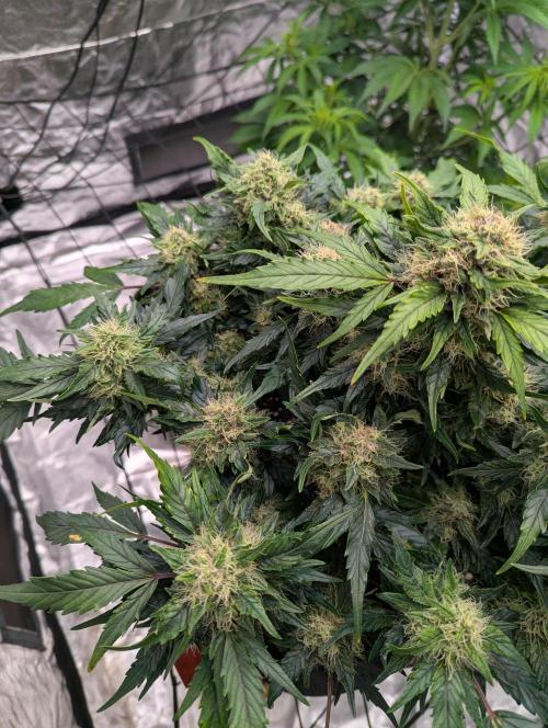 Gorilla Zkittlez ( Barney's ). Week 9